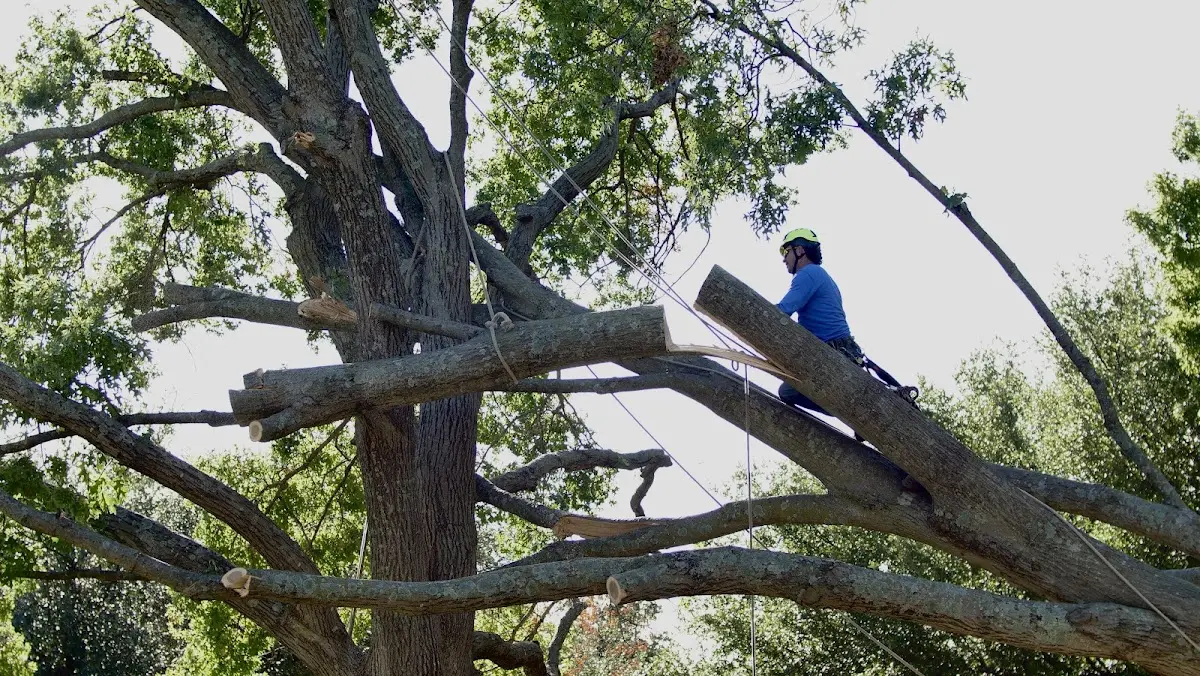 Professional Hazardous Tree Removal performed by certified arborists in North Stonington