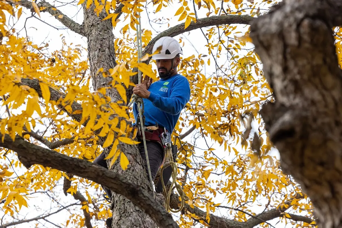 Skilled Tree Pruning crew working in North Stonington